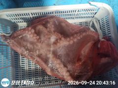 [포항] 돌문어 대박 토요일 오후5시 출조모집