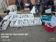 25일 대삼치 만쿨 죽도시장인줄 ㅎㅎ 무늬 매일 세자리수 돌파