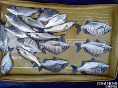 가을 감시 35-30사이 마리수 일욜 자리여유