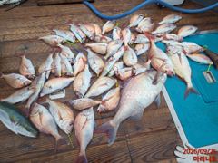 [거제] 거제마리너호)올해첫타이라바!!7짜까지~화요일 타이라바자리여유