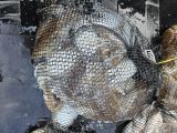 9월26일 씨헌터호 갑오징어 조황입니다