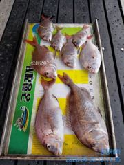 [통영] [곤리 풍화 궁항] 궁항레저 9월 25일 조황입니다!!