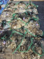 9월26일영동3호주꾸미조황