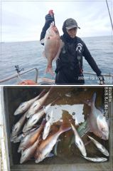 [부산] 피싱히어로 4짜5짜 참돔 마릿수 조황
